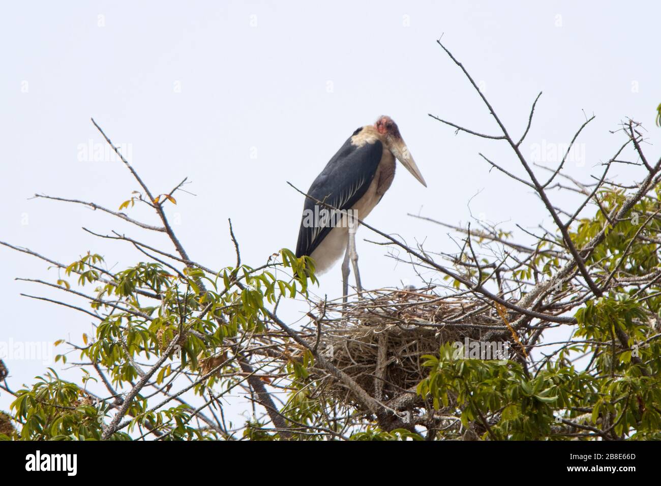 Marabou Stork (Leptoptilos crumenifer) adult watching over young in the nest, Gambia. Stock Photo
