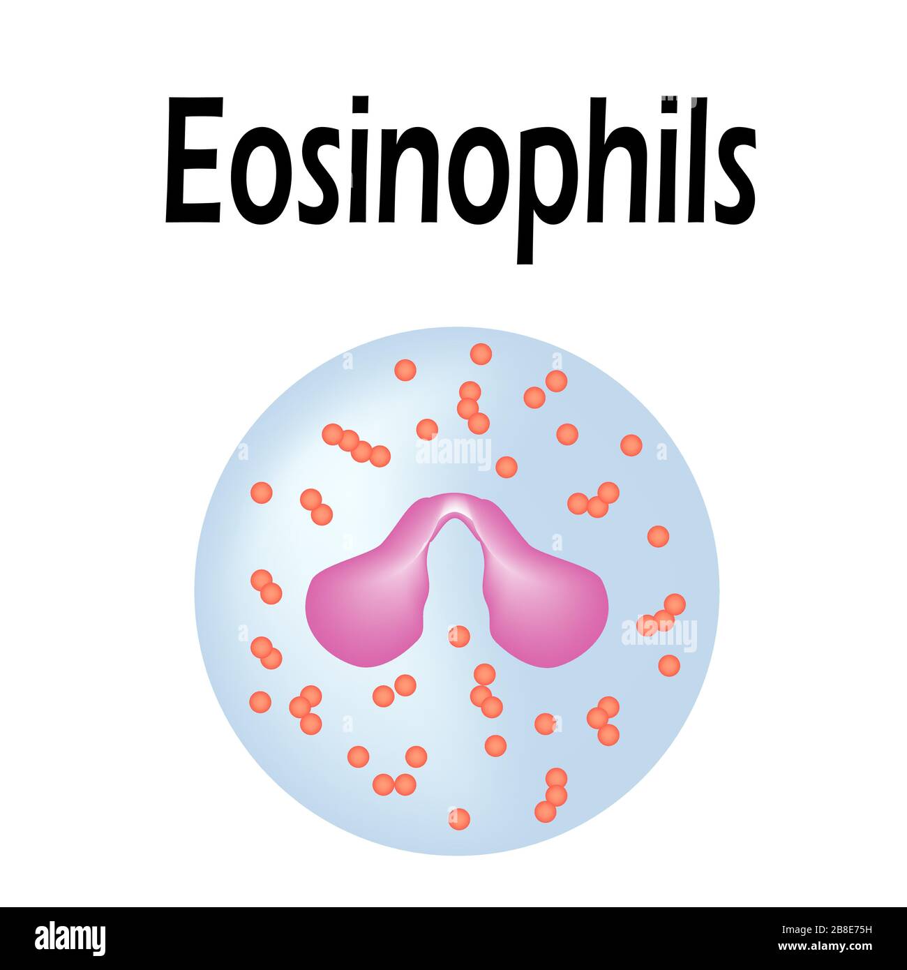 Eosinophil Structure Eosinophil Blood Cells White Blood Cells