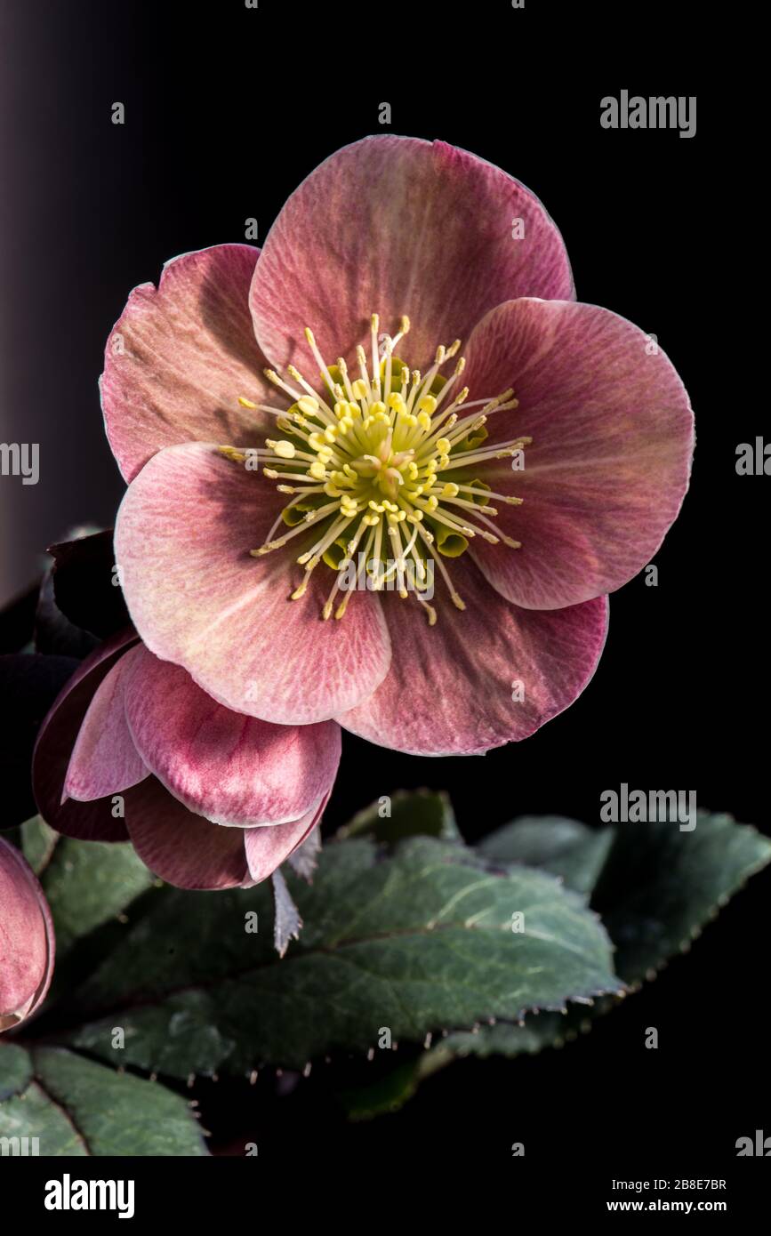 Frost flower plant hi-res stock photography and images - Alamy