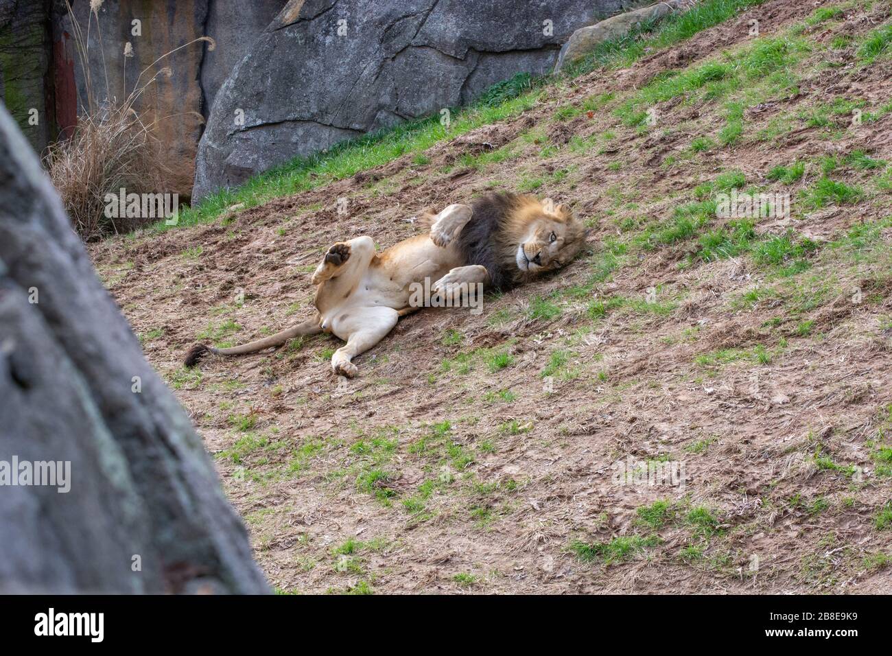 A majestic lion enjoys his day in his rocky habitat at the zoo. Stock Photo