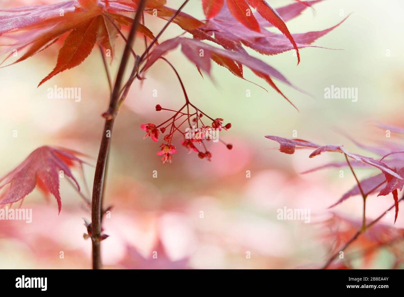 Acer palmatum 'Margaret B.' -  Japanese Maple -  April Stock Photo