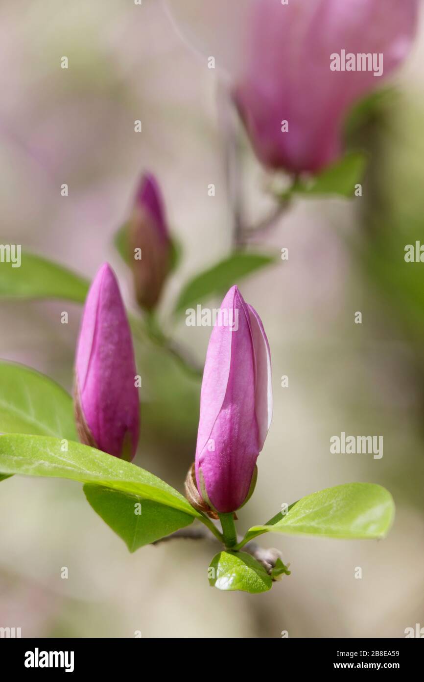 Magnolia 'Judy' - April Stock Photo