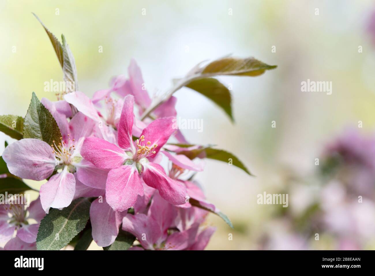 Malus 'Hopa' - Flowering Crabapple - April Stock Photo