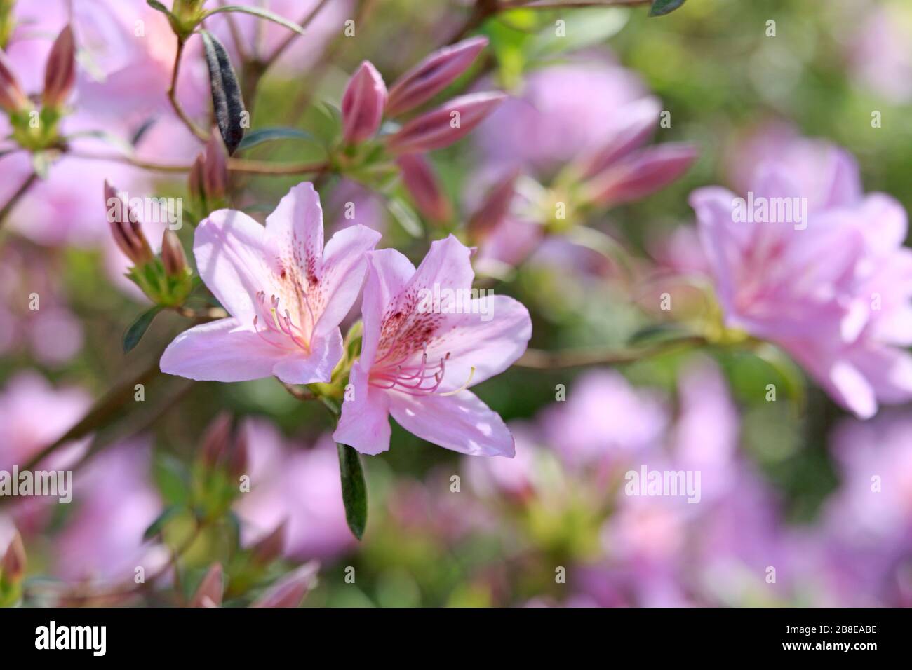 Rhododendron poukhanense - Korean azalea - April Stock Photo