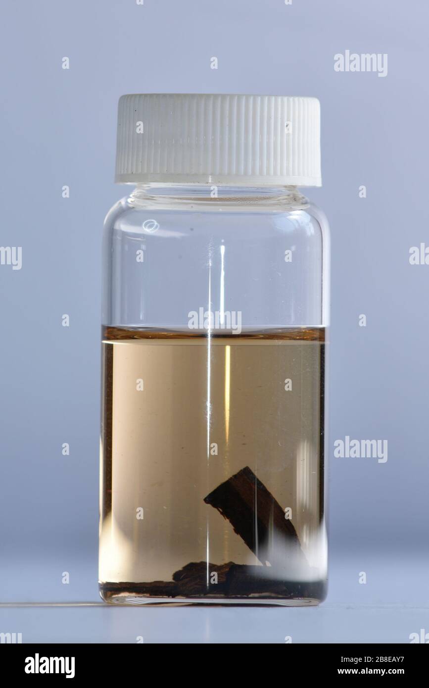 Colour of methanol extracted slivers of Endangered Dalbergia tree species, Dalbergia miscolobium, S. American Stock Photo