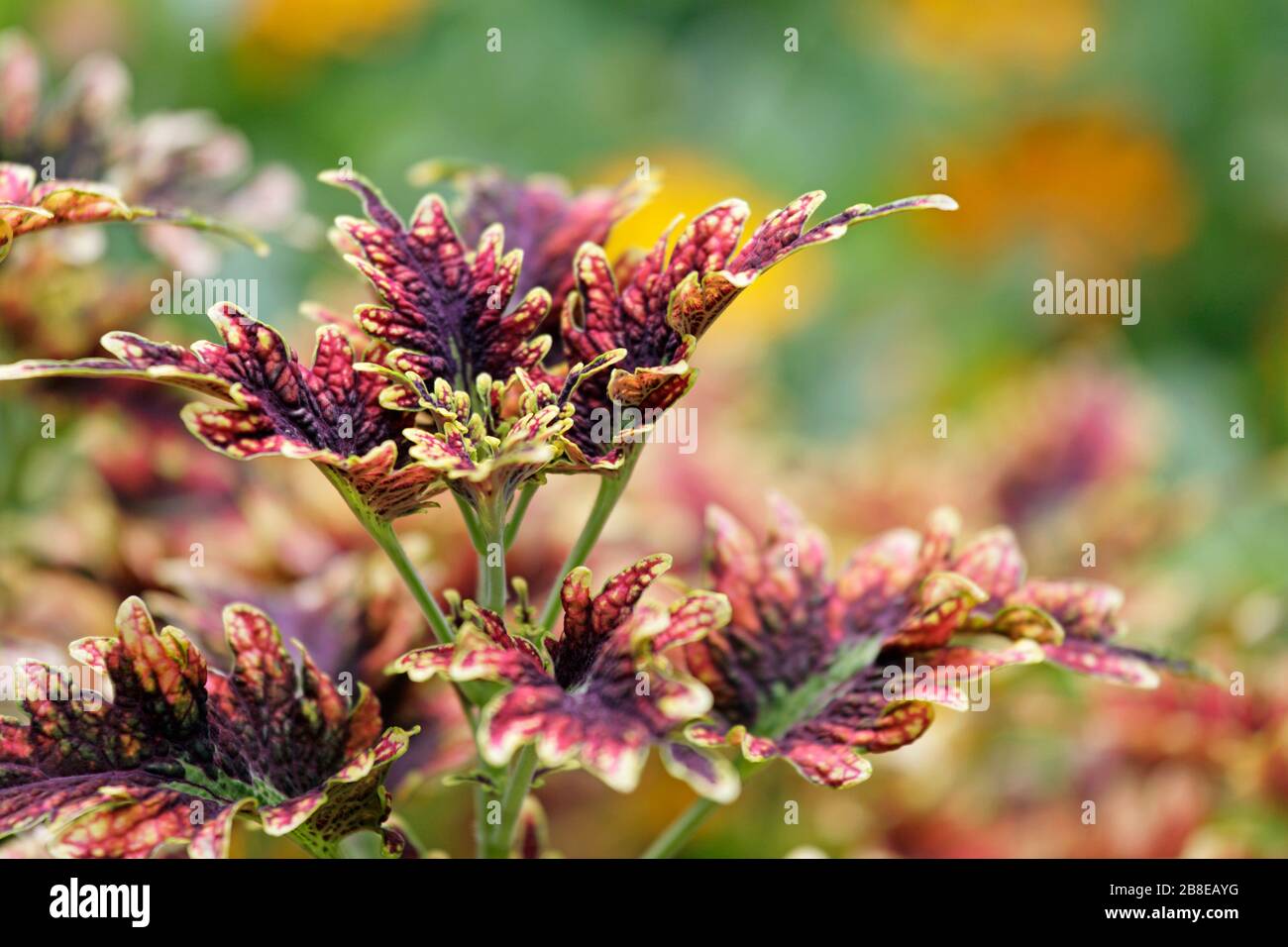 Plectanthrus scutellarioides - Coleus under the sea copper coral - August Stock Photo