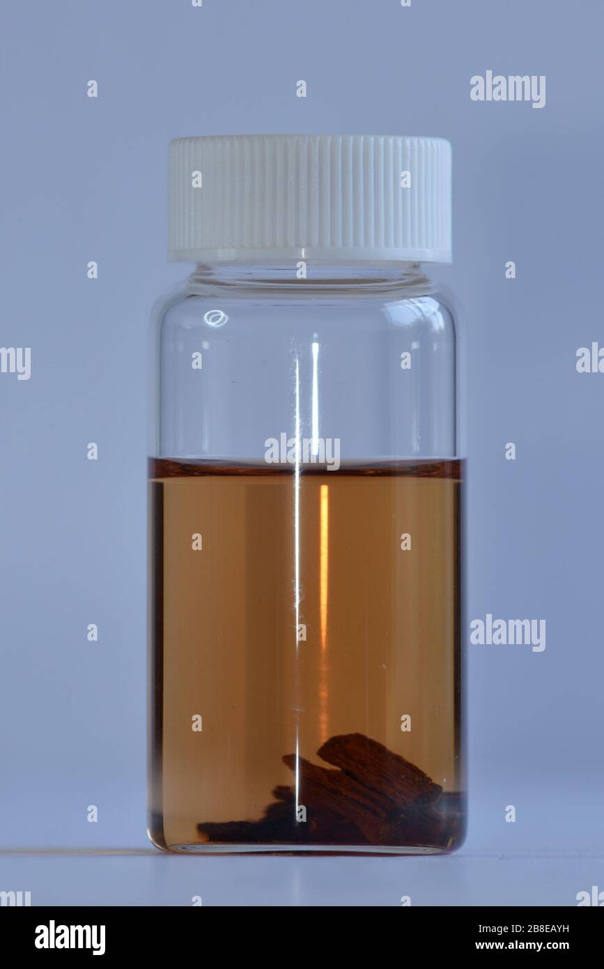 Colour of methanol extracted slivers of Endangered Dalbergia tree species, Dalbergia sissoo North Indian Rosewood, CITES Appendix II Stock Photo