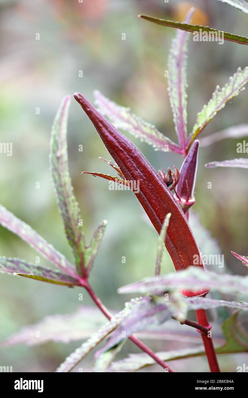 Abelmoschus esculentus - Red Okra - August Stock Photo