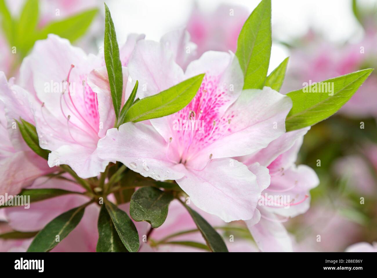Rhododendron 'George L Taber' - Azalea, April Stock Photo