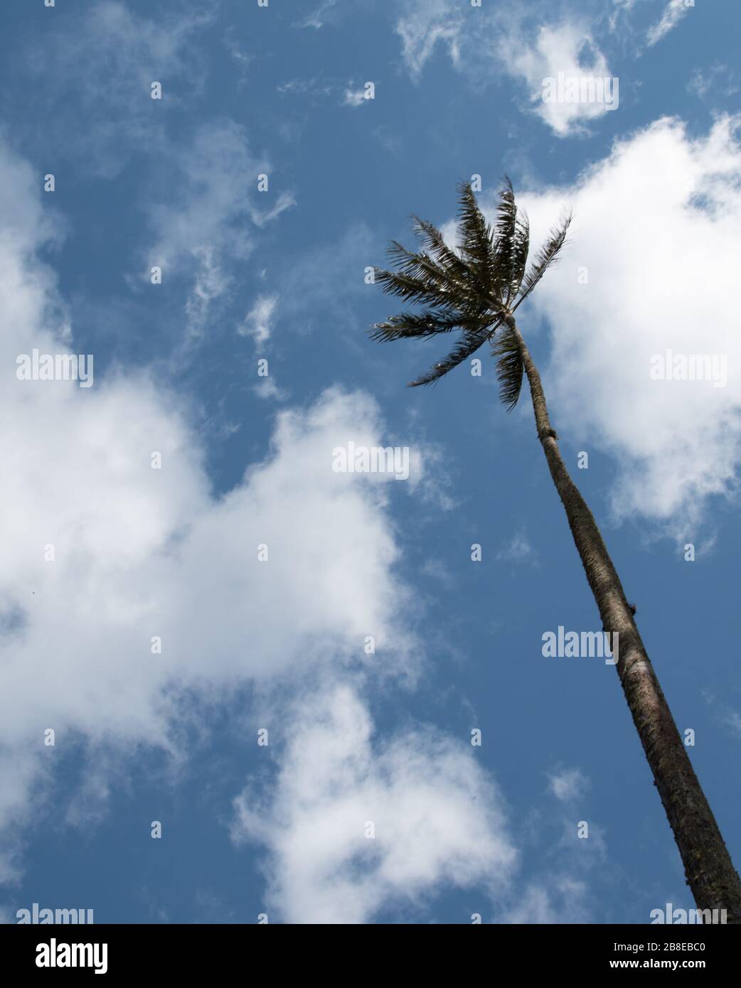 Palm of cocora valley of Colombia Stock Photo