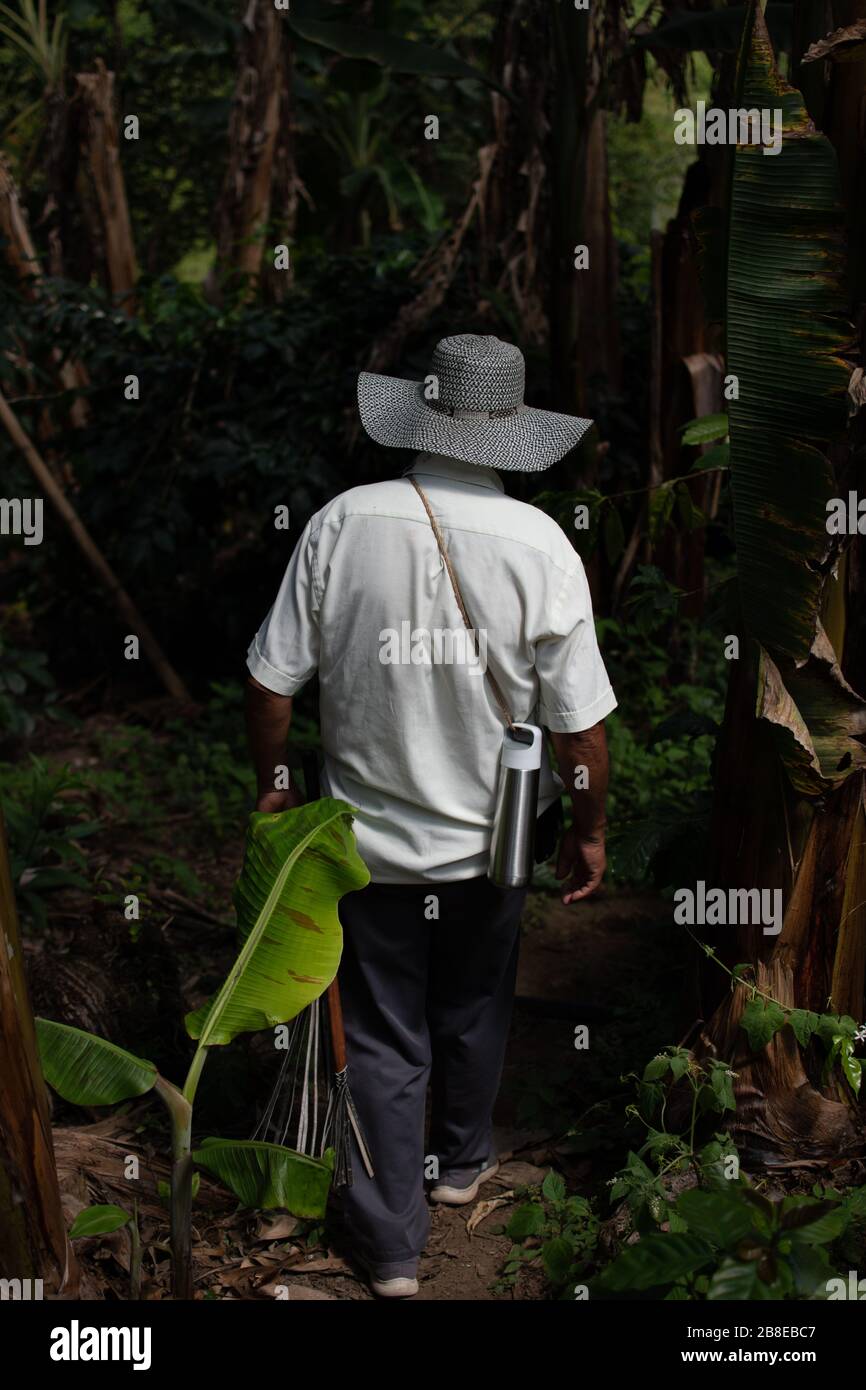 Coffee grower working in his own farm Stock Photo