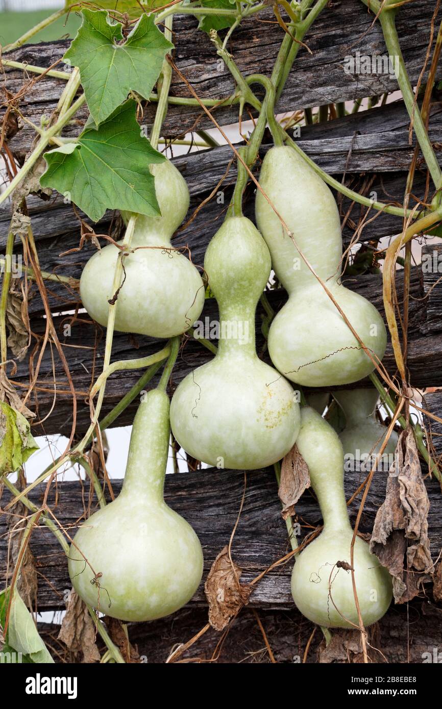 Lagenaria gourd - August Stock Photo