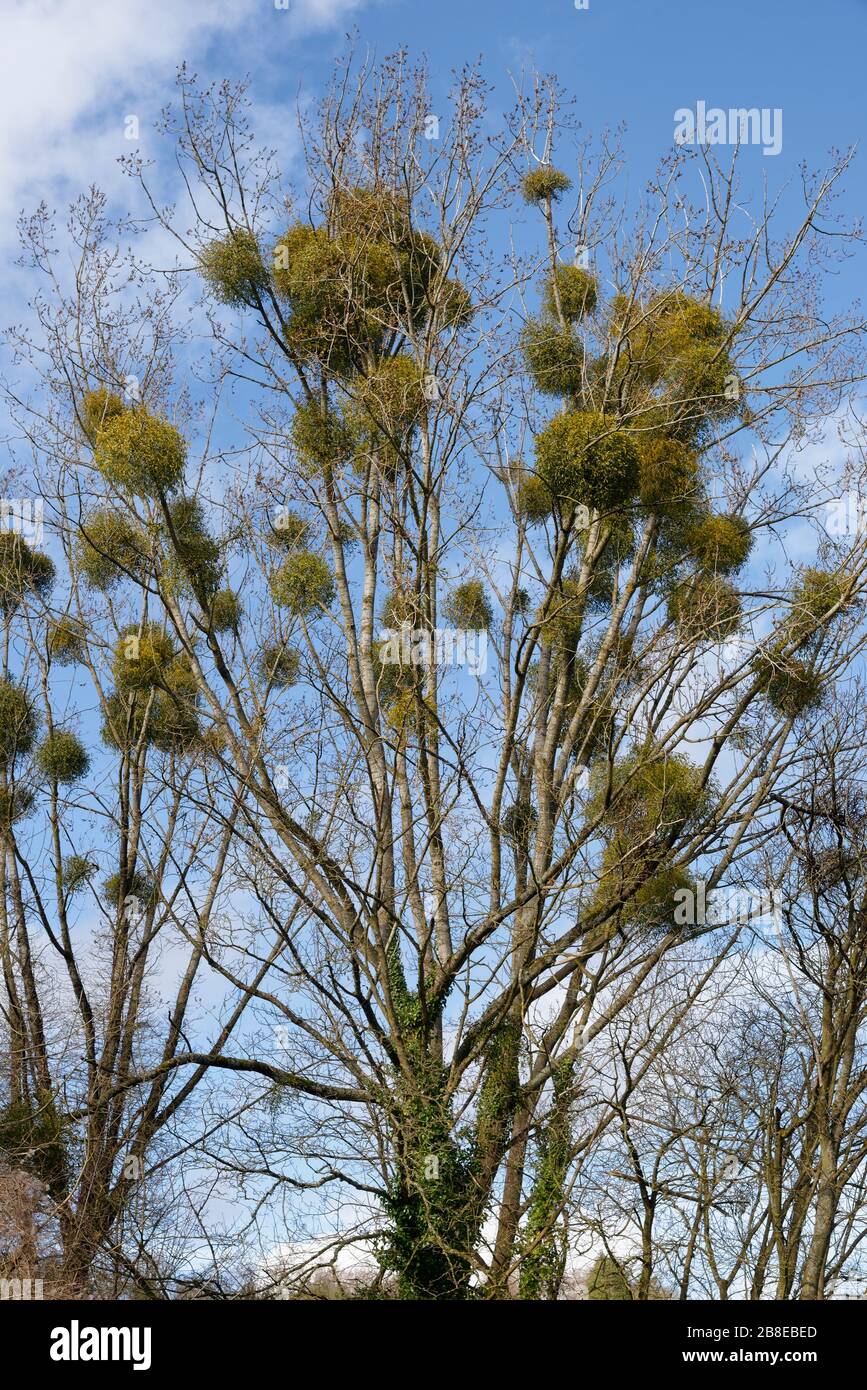 Tree full of Mistletoe in winter - Viscum album Stock Photo