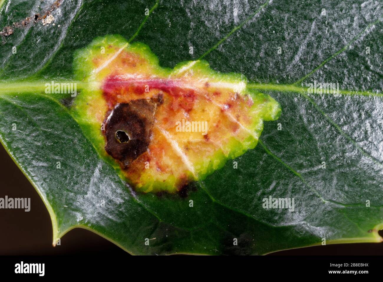 Holly Leaf Miner - Phytomyza ilicis damage on Holly Leaf - Ilex aquifolium, with emergence hole Stock Photo
