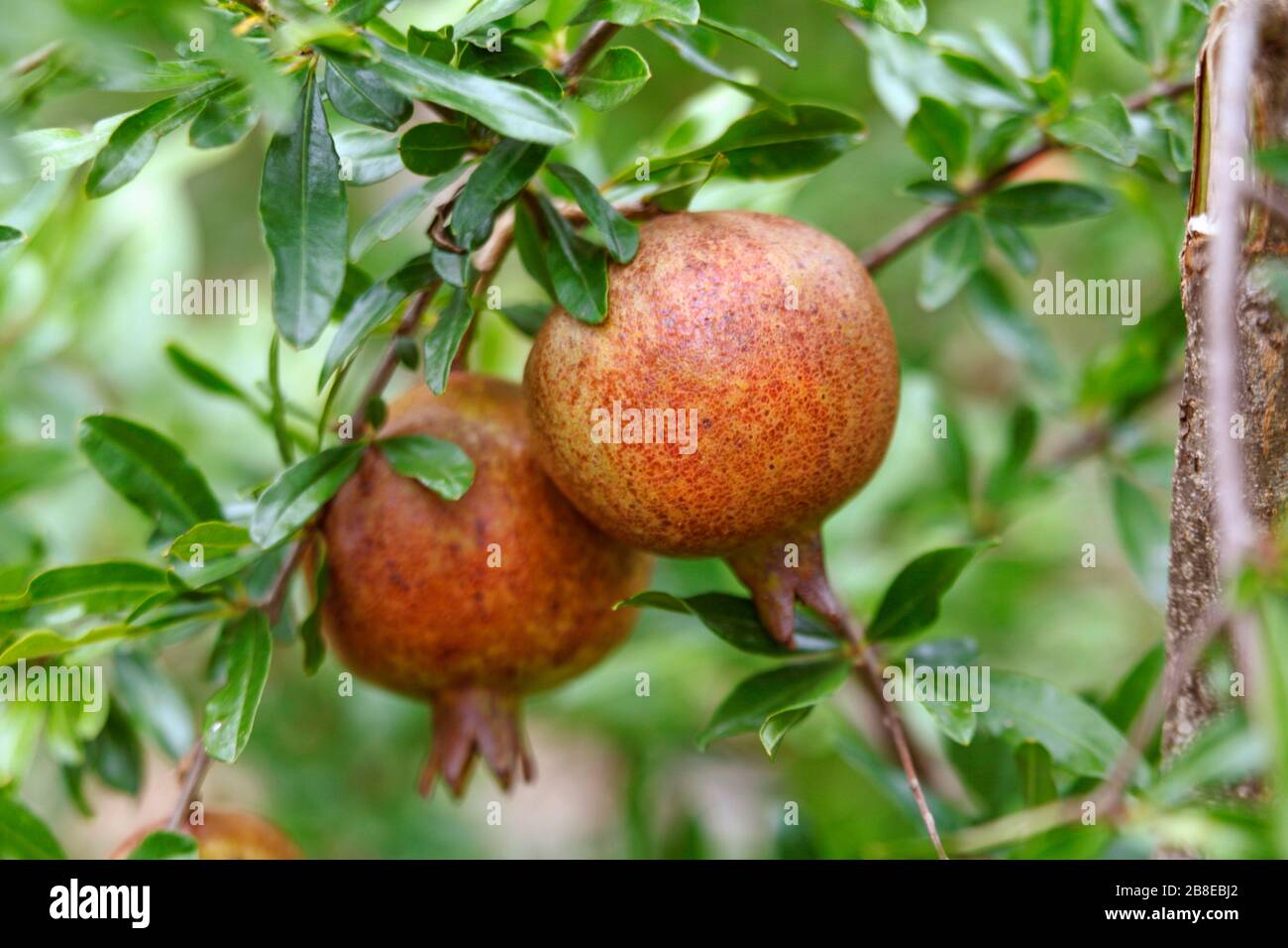 Punica granatum 'state fair' - dwarf pomegranate - September Stock Photo