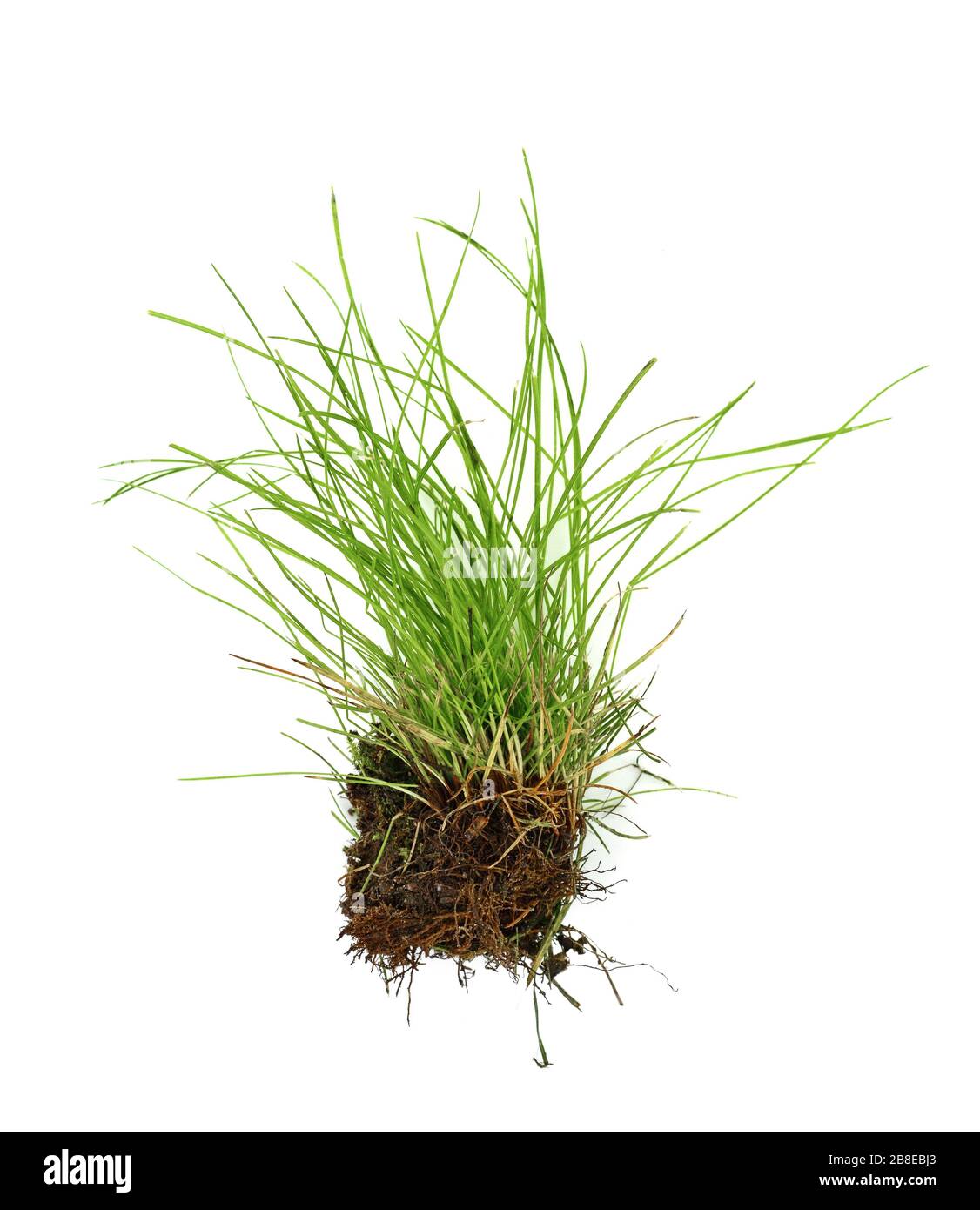 GRASS WITH ROOT Stock Photo - Alamy
