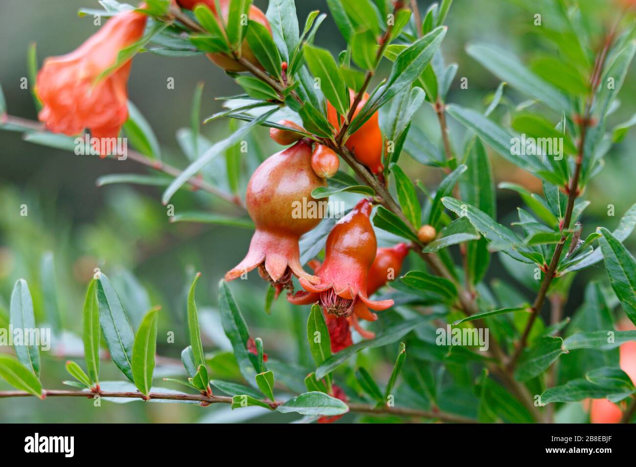 Punica granatum 'State fair' - Dwarf pomegranate, September Stock Photo
