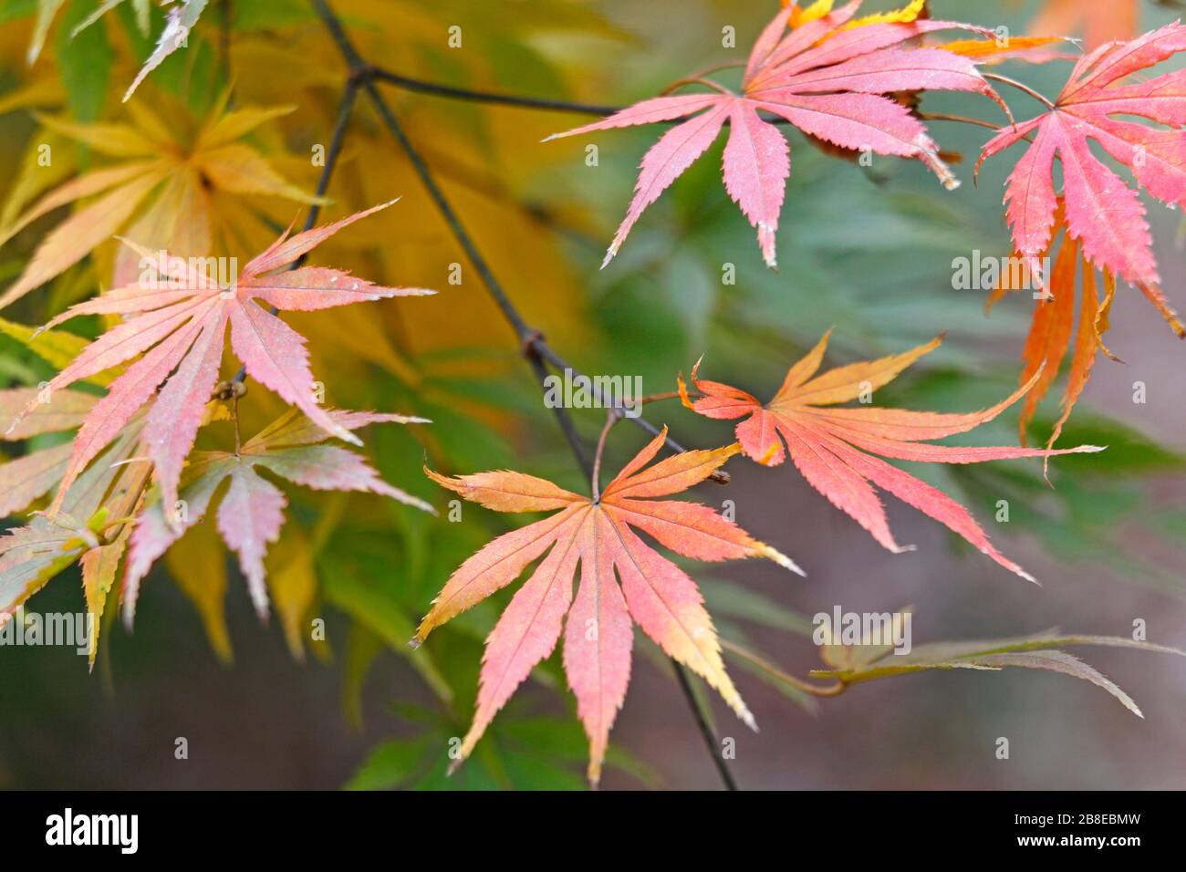 Acer palmatum 'Omurayama' Japanese Maple November Stock Photo Alamy