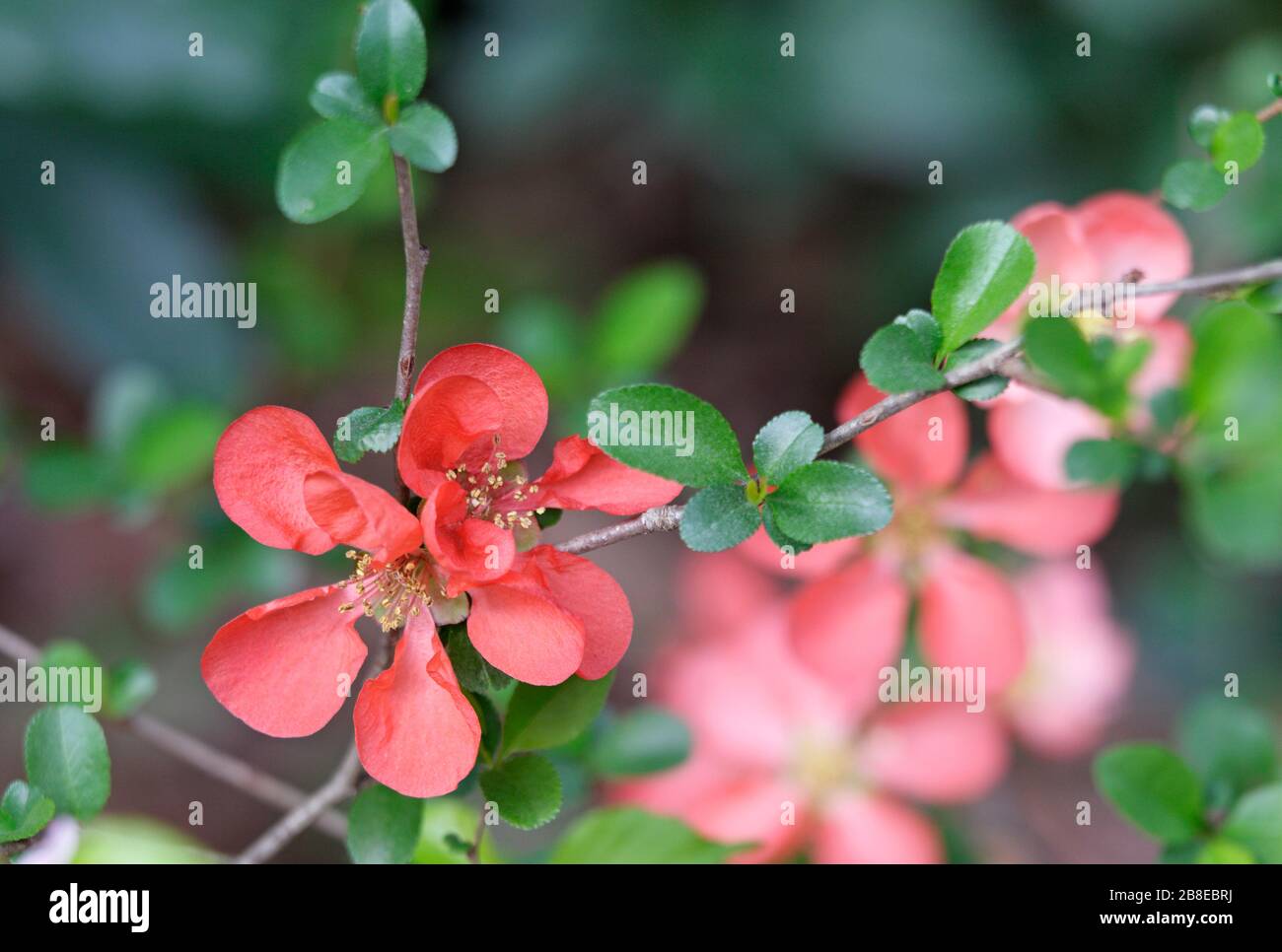 Chaenomeles x superba 'Hollandia' - Flowering Quince - February Stock Photo