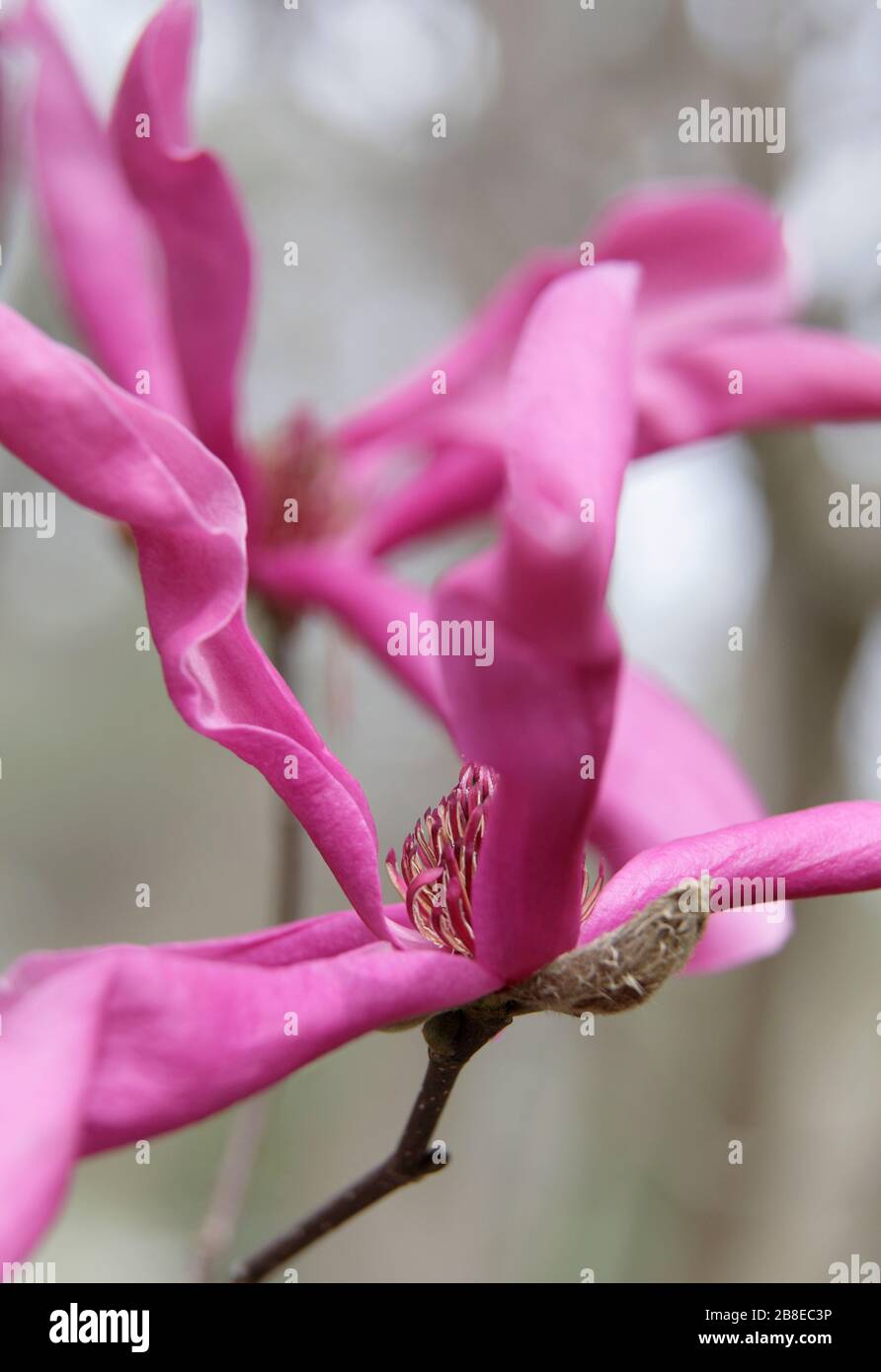 Magnolia hybrid 'Randy' - March Stock Photo
