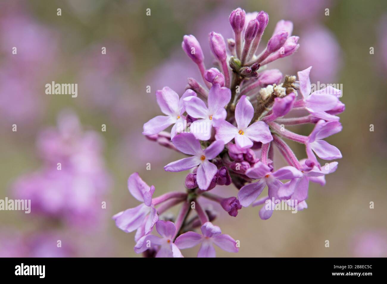 Daphne genkwa - Lilac -  March Stock Photo