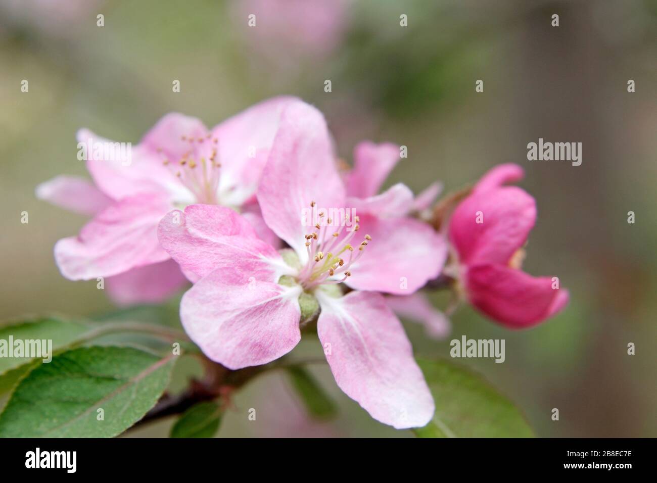 Malus 'Hopa' - Flowering Crabapple - March Stock Photo
