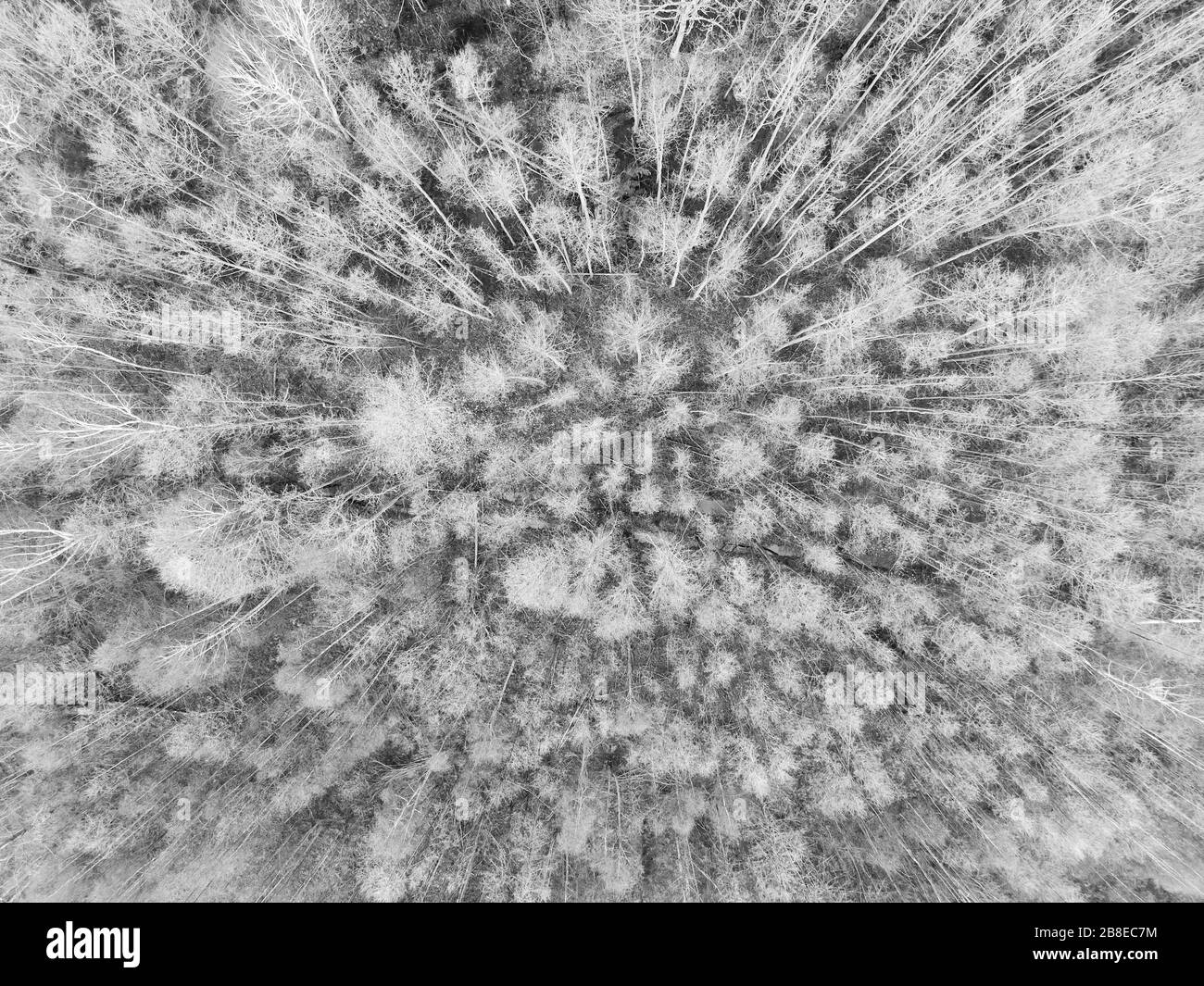 Aerial pine tree Black and White Stock Photos & Images - Alamy