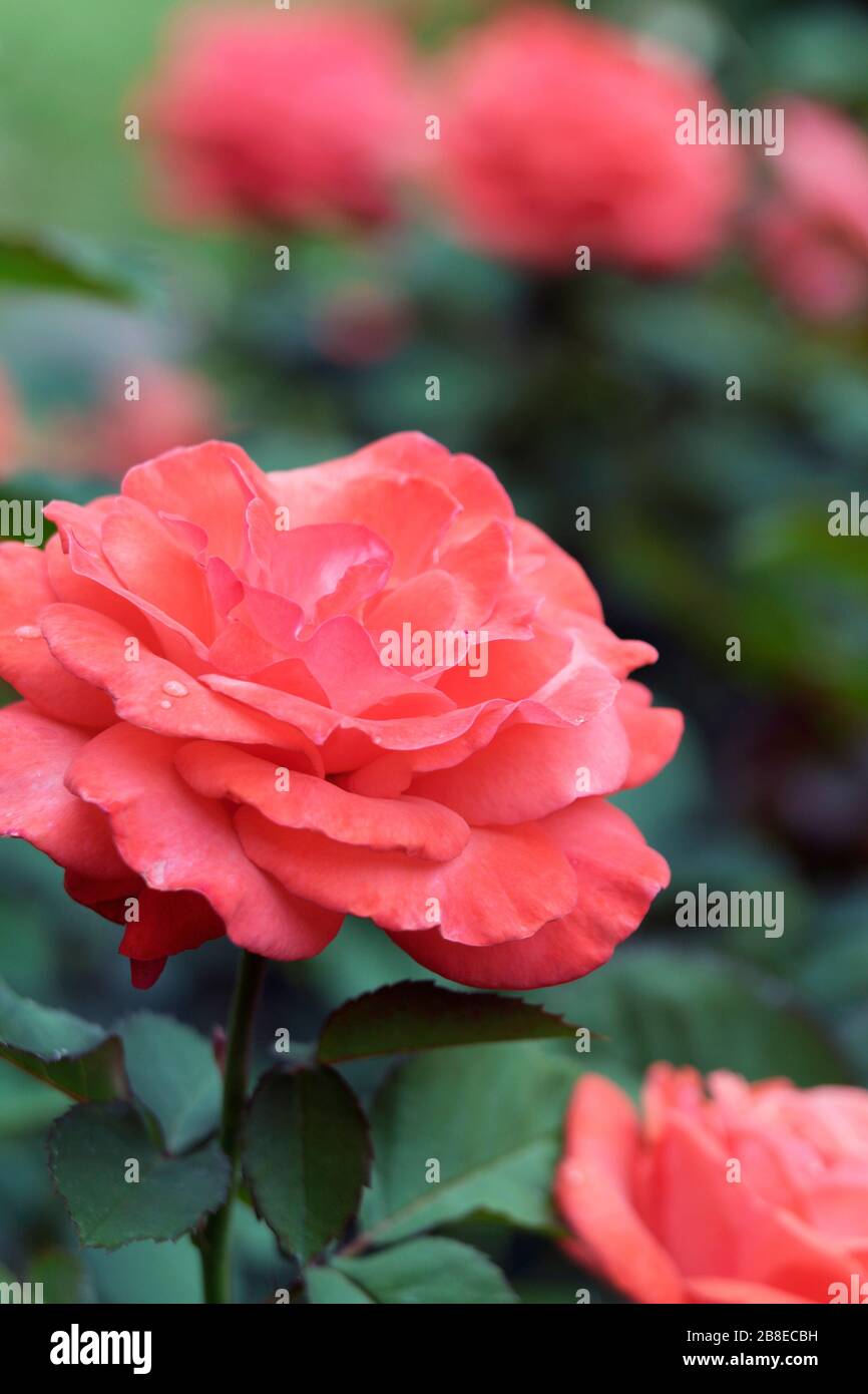 Rosa 'Artistry' - Rose - May Stock Photo