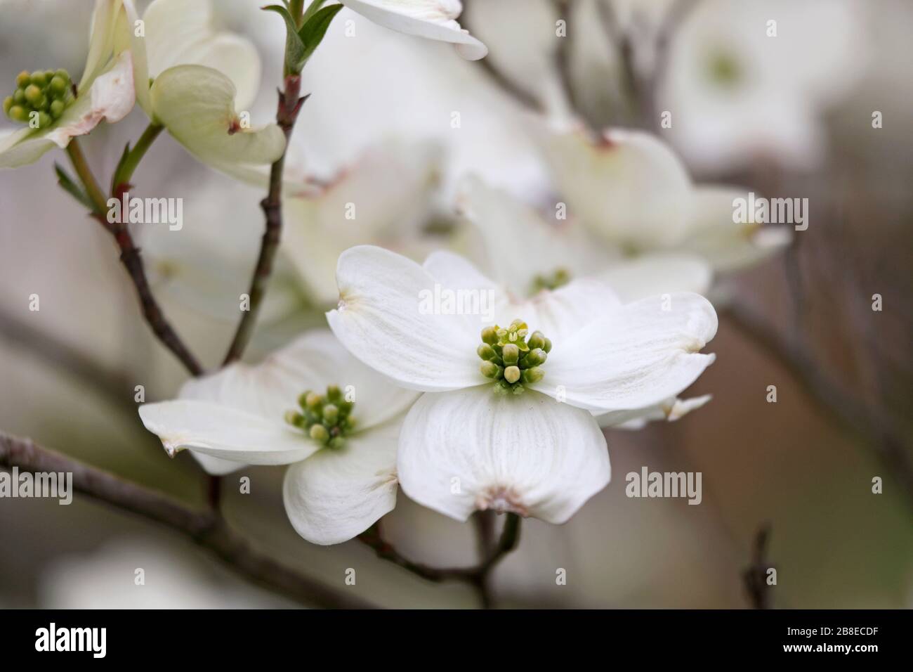 Cornus florida - Flowering Dogwood - April Stock Photo