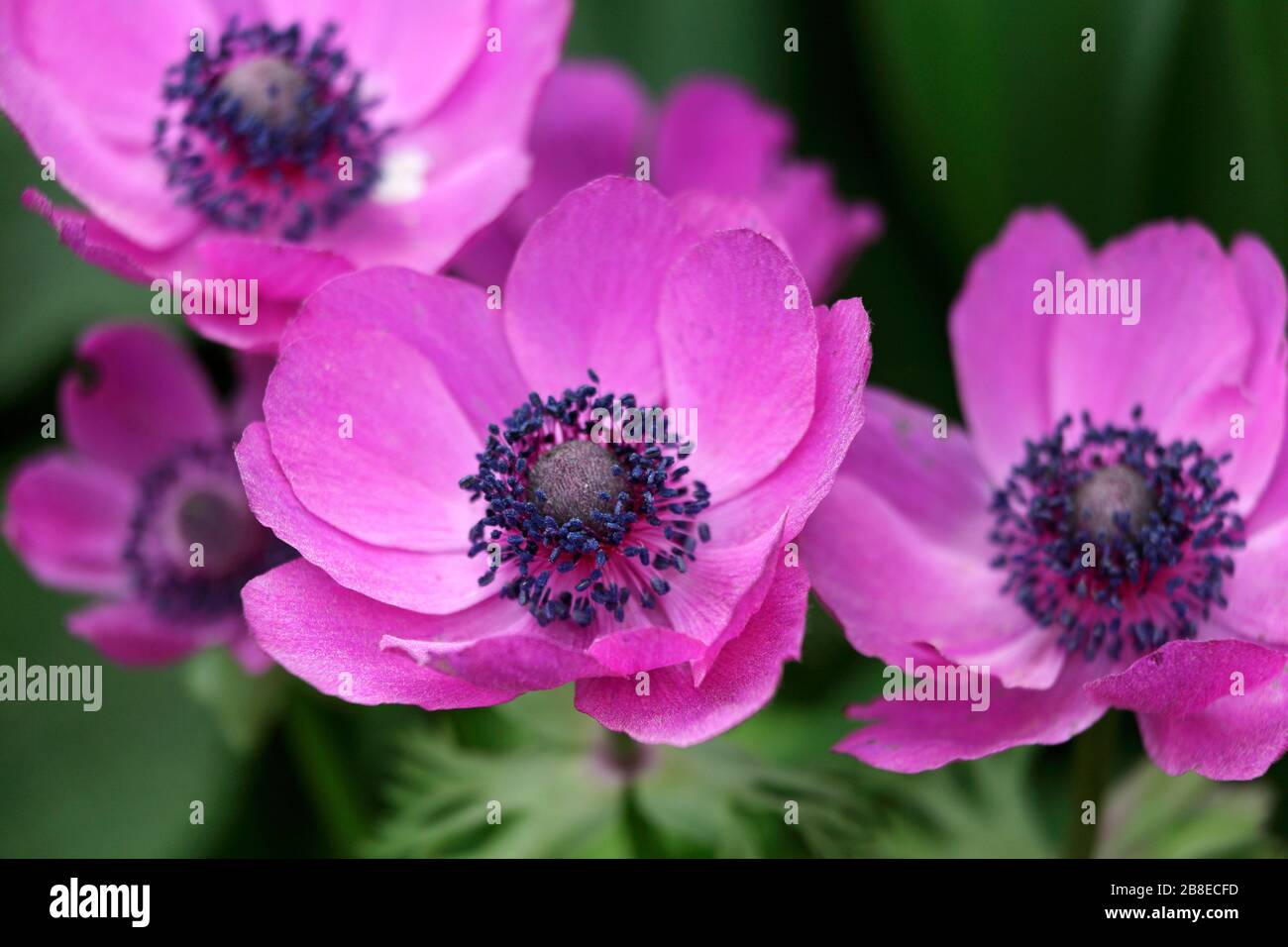 Anemone coronaria 'Sylphide' - Poppy Anemone - April Stock Photo
