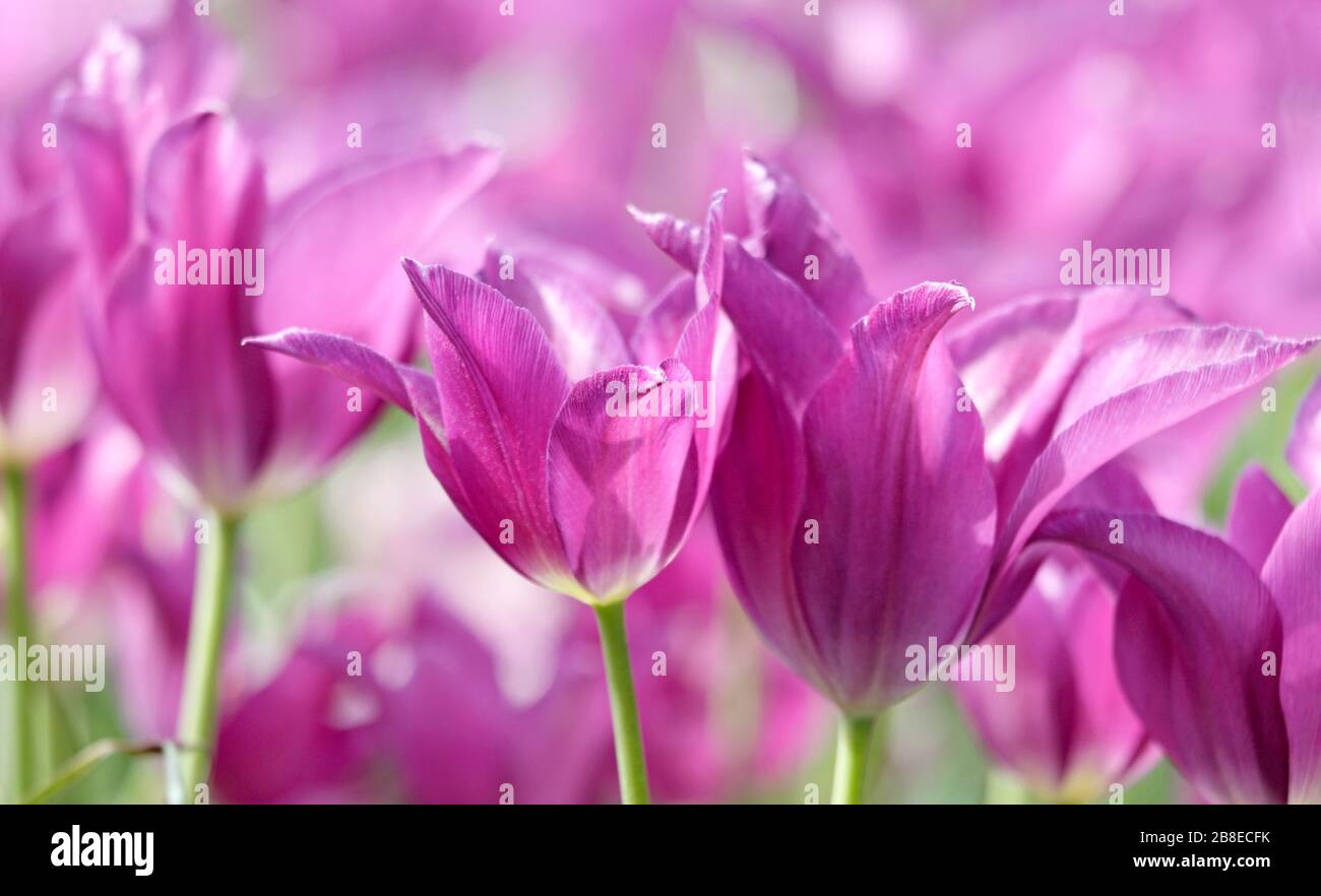 Tulipa 'Purple dream' - Tulip, April Stock Photo