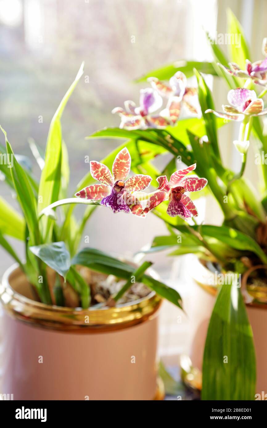 Zygopetalum 'Adelaide Parklands' orchid Stock Photo
