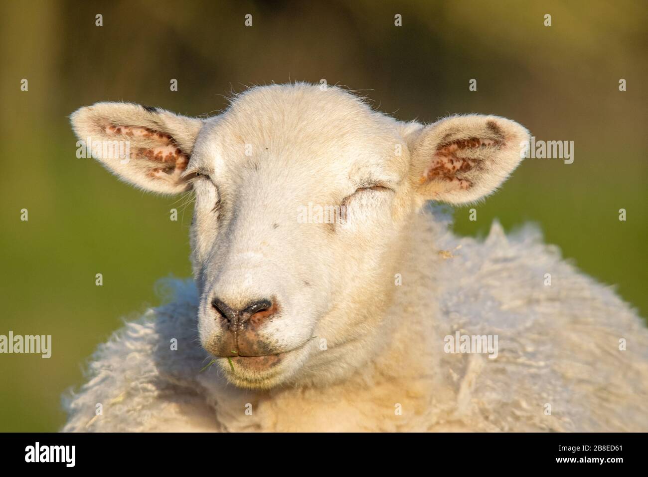 Sheep Stock Photo