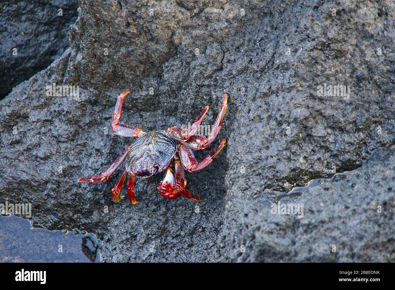 close-up of a young red rock crab Stock Photo