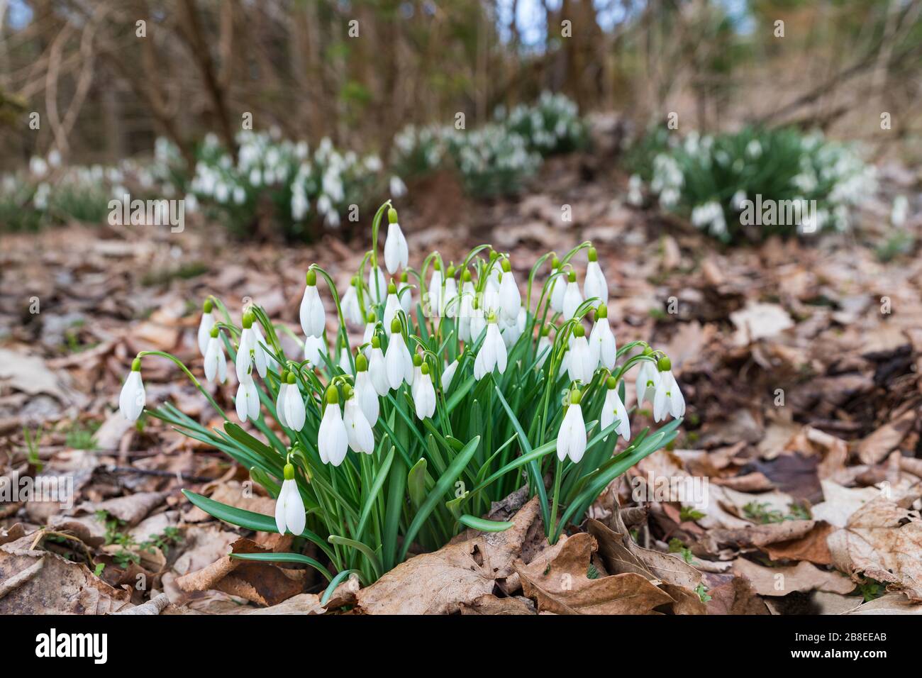 Narrow lanceolate leaves hi-res stock photography and images - Alamy