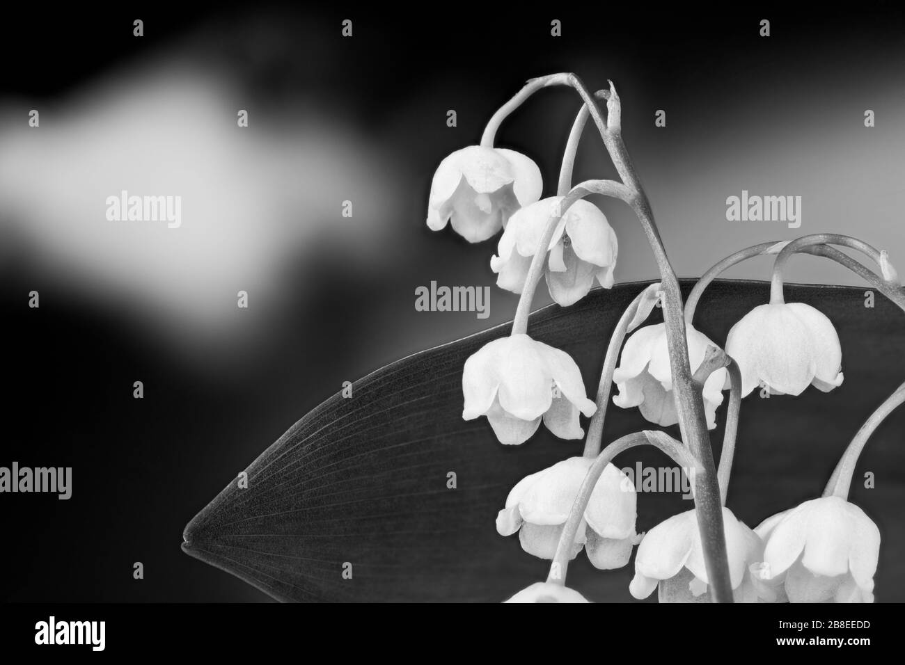 Delicate lily of the valley flowers closeup on spring black and white sky. Convallaria majalis. Romantic may bells blooms in natural melancholy scene. Stock Photo