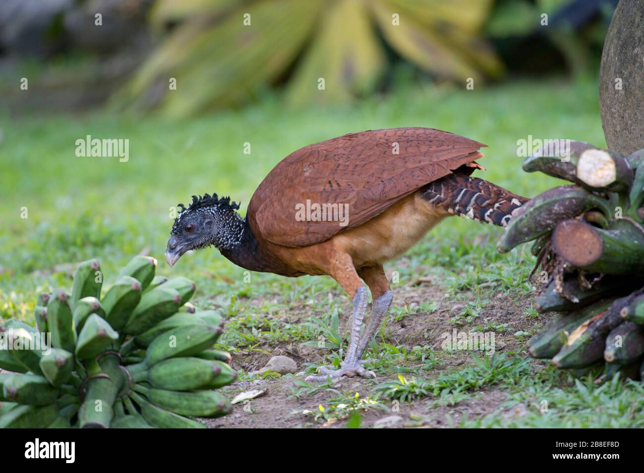 Female Great Curassow (Crax rubra) in northeastern Costa Rica Stock Photo