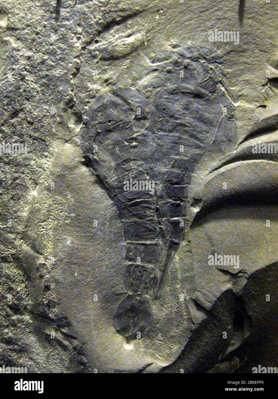 "English Fossil Eurypterids Acutiramus cummingsi (jr synonym