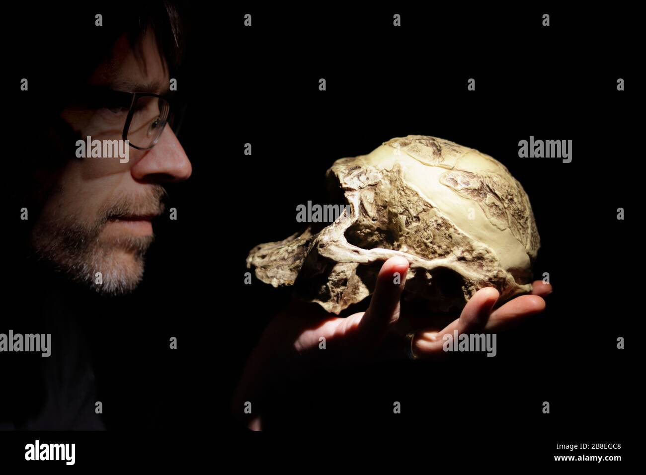 Teacher with a skull of a human ancestor on his hand. Australopithecus africanus model. Stock Photo