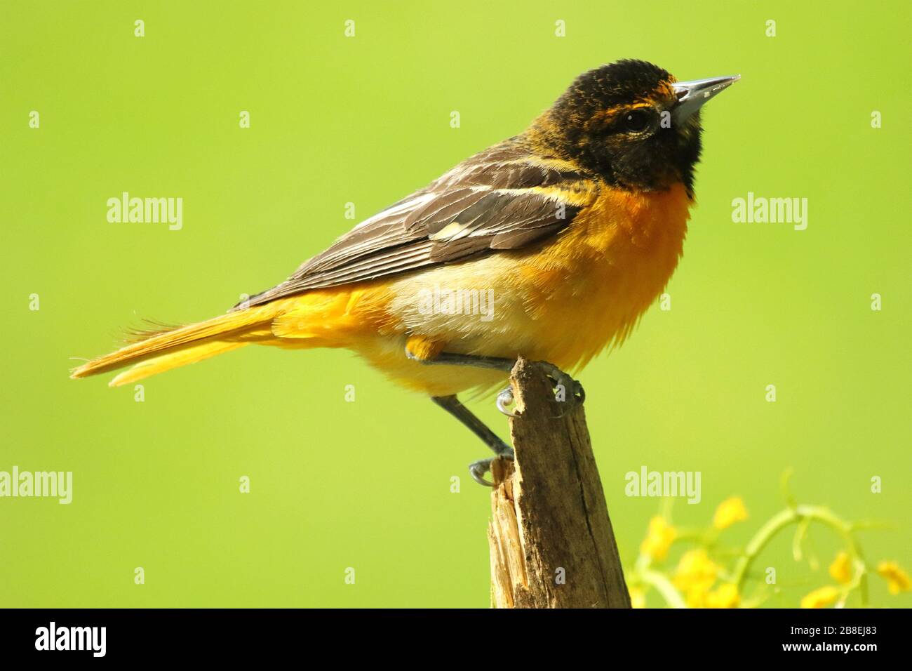 A Baltimore Oriole in breeding plumage. Stock Photo