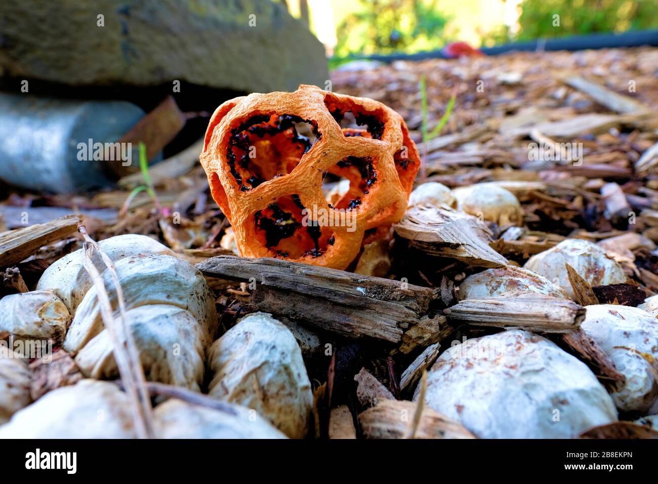 Clathrus ruber mushroom growing in mulch and rocks; red cage fungus. Stock Photo