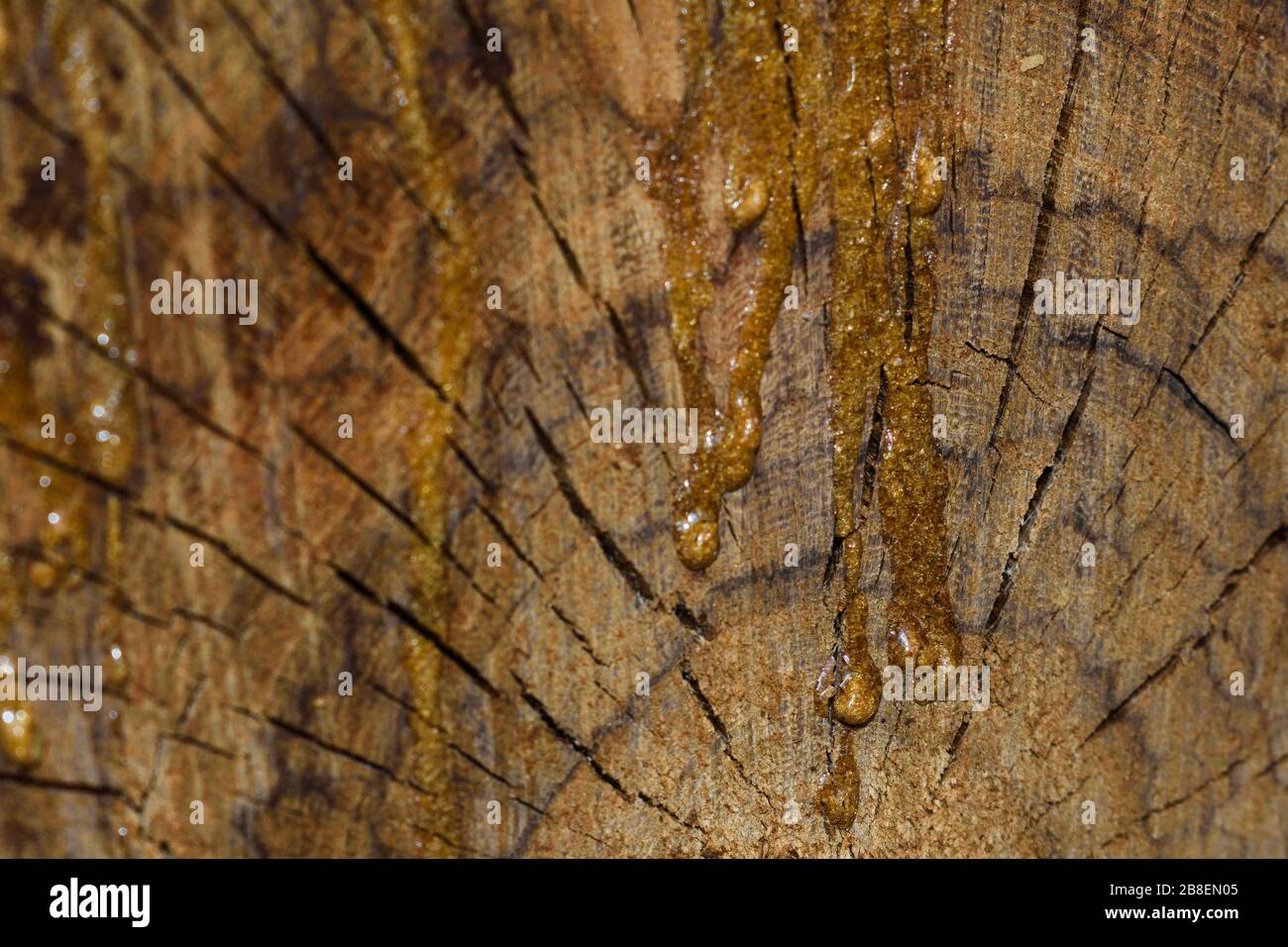 Hardened Wood Sap On Wooden Stump Crosscut (Vachellia sp.) Stock Photo
