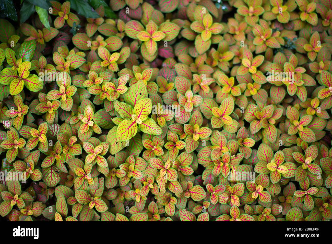 Miniature Variegated Plants in the Princess of Wales Conservatory, Royal Botanical Gardens at Kew, Richmond, London Stock Photo