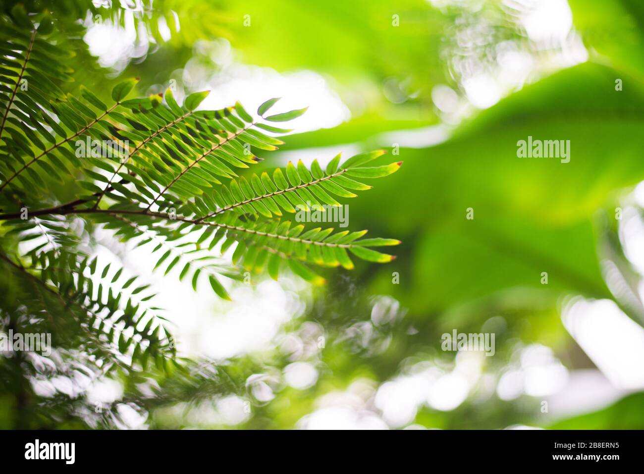 Palms ferns hi-res stock photography and images - Alamy