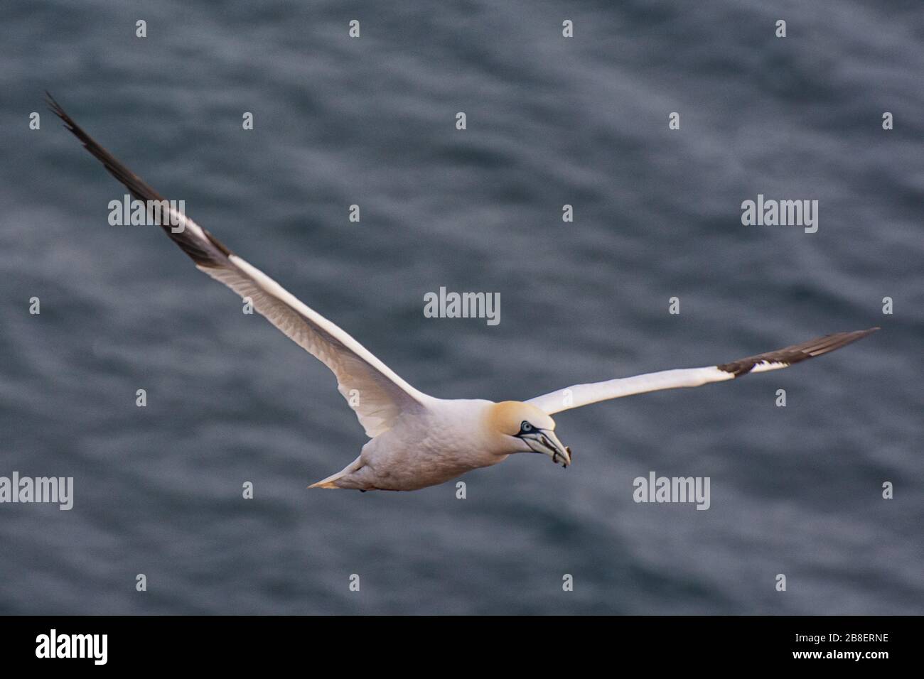 Northern gannets on the offshore island of Helgoland in the German North Sea Stock Photo