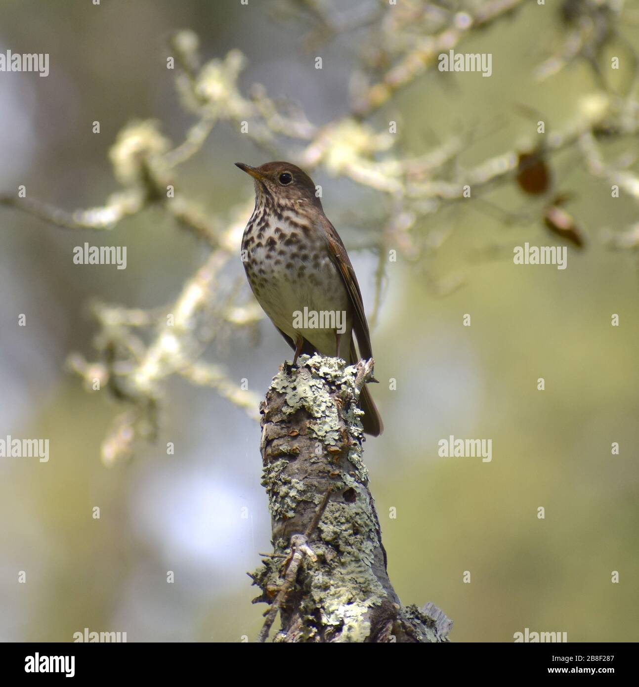 A hermit thrush (Catharus guttatus) perched on a lichen covered stump in Pinto Lake County Park in Watsonville, California Stock Photo