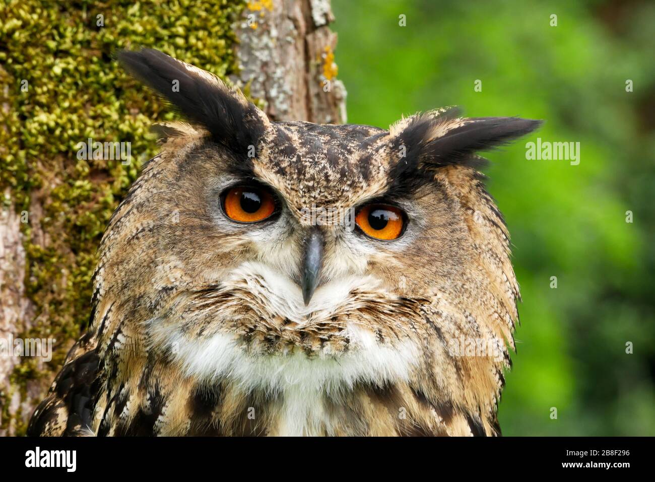 Close up of eurasian eagle-owl's face with woodland backdrop Stock Photo