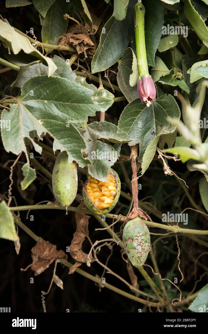 Banana passionfruit also known as curuba, passiflora mixta, plant with hanging fruits, including an open one, and a flower bud Stock Photo