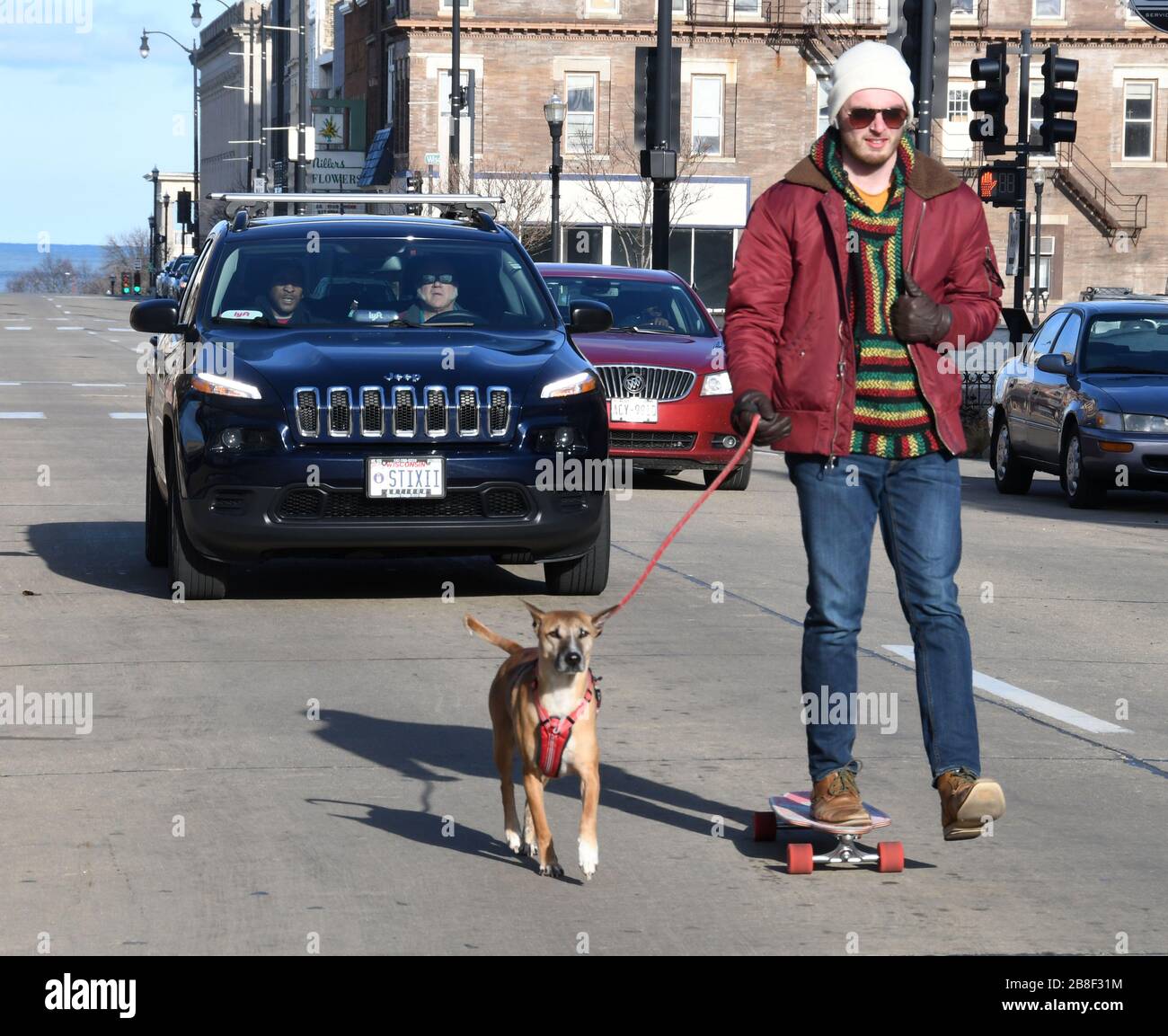 dog bars for cars