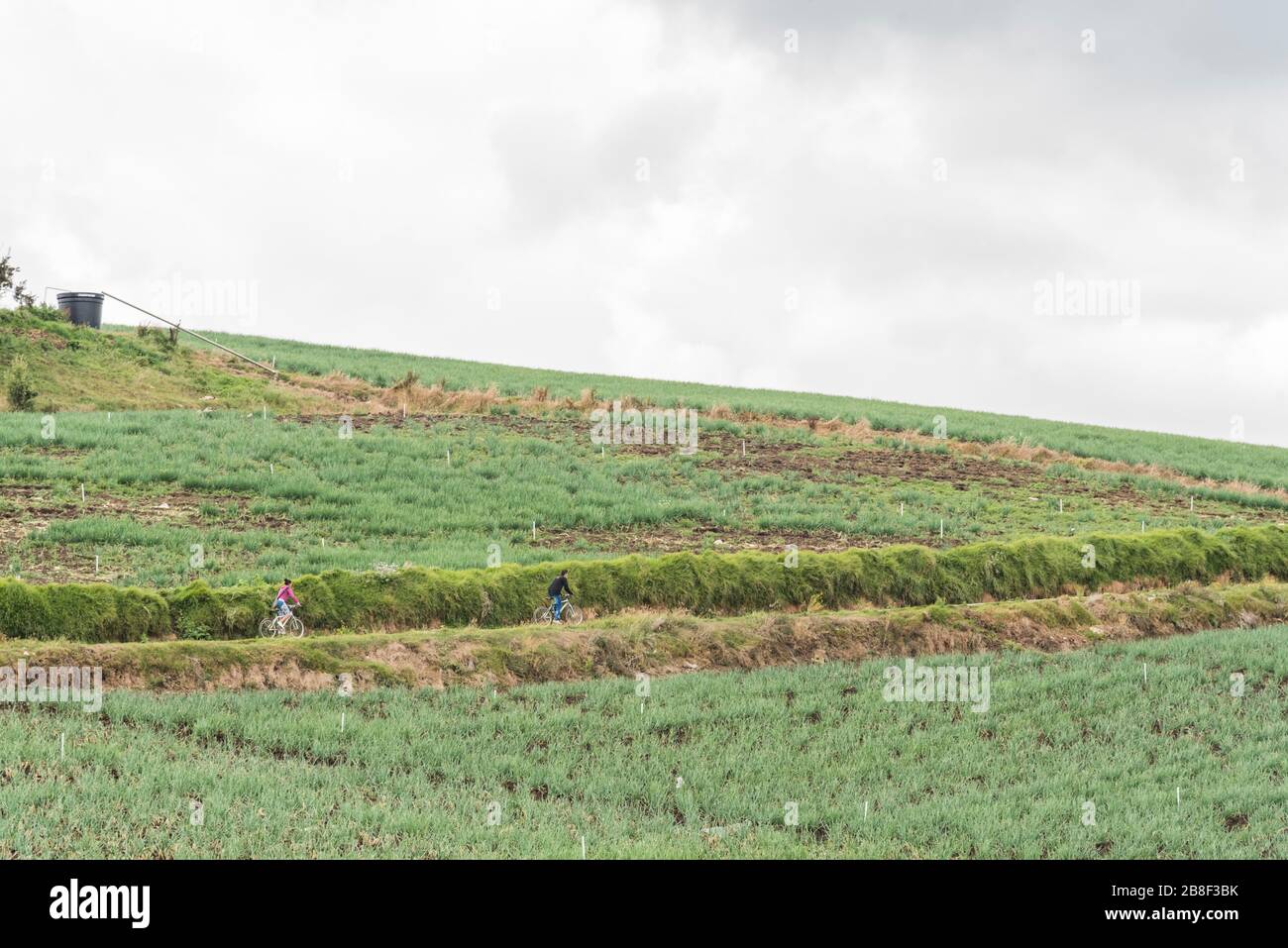 Aquitania, Boyaca / Colombia; April 8, 2018: Rural Andean landscape, couple of people cycling on a country road, surrounded by welsh onion fields, All Stock Photo
